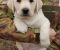 Stenci LABRADOR retrivera - Slika6