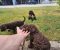 Lagotto Romagnolo štenci - Slika4