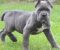 Cane Corso, štenci vrhunskog kvaliteta - Slika3 Cane Corso, štenci vrhunskog kvaliteta - Slika3