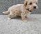Mini maltipoo - Slika2