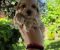 Savrseni maltipoo bebani spremni su za preuzimanje - Slika4 Savrseni maltipoo bebani spremni su za preuzimanje - Slika4