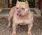 American Bully - Slika1