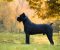 Cane Corso mužjak na prodaju - Slika2 Cane Corso mužjak na prodaju - Slika2
