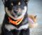Shiba Inu prelepi štenci - Slika4 Shiba Inu prelepi štenci - Slika4