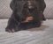 Cane Corso štenci - Slika4