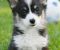 Velski korgi/Welsh Corgi Pembroke - Slika1