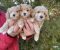 Mini maltipoo - Slika5