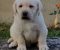 Stenci LABRADOR retrivera - Slika3