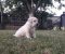 Stenci LABRADOR retrivera - Slika4