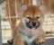 Shiba Inu prelepi štenci - Slika1 Shiba Inu prelepi štenci - Slika1