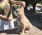 CANE CORSO prelepi štenci - Slika1