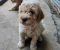 Lagotto Romagnolo štenci - Slika2 Lagotto Romagnolo štenci - Slika2