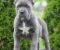 Cane Corso, štenci vrhunskog kvaliteta - Slika1