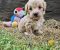 Mini maltipoo - Slika1 Mini maltipoo - Slika1