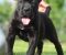 Cane Corso, štenci vrhunskog kvaliteta - Slika6