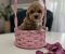 Preslatki maleni MALTIPOO stenci - Slika3