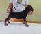 Vrhunski Doberman štenci 6 nedelja stari - Slika2