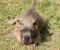 Cane Corso štenci - Slika2