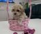 Preslatki maleni MALTIPOO stenci - Slika5