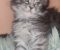 Maine Coon mačići - Slika4