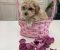 Preslatki maleni MALTIPOO stenci - Slika4
