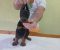 Vrhunski Doberman štenci 6 nedelja stari - Slika6 Vrhunski Doberman štenci 6 nedelja stari - Slika6