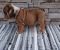 Engleski bulldog - Slika5 Engleski bulldog - Slika5