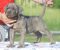 Cane Corso štenci - Slika4
