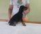 Vrhunski Doberman štenci 6 nedelja stari - Slika4