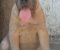 Cane Corso štenci - Slika5