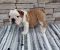 Engleski bulldog - Slika3