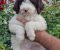 Lagoto Romanjolo (Lagotto Romagnolo) - Slika6