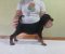 Vrhunski Doberman štenci 6 nedelja stari - Slika1 Vrhunski Doberman štenci 6 nedelja stari - Slika1