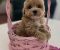 Preslatki maleni MALTIPOO stenci - Slika1