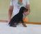Vrhunski Doberman štenci 6 nedelja stari - Slika3