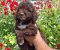 Lagoto Romanjolo (Lagotto Romagnolo) - Slika1 Lagoto Romanjolo (Lagotto Romagnolo) - Slika1