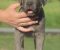 Cane Corso štenci - Slika6