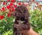 Lagoto Romanjolo (Lagotto Romagnolo) - Slika4