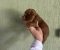 Crveni Cockapoo štenci - Slika5 Crveni Cockapoo štenci - Slika5