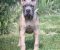 Cane Corso štenci - Slika1