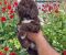 Lagoto Romanjolo (Lagotto Romagnolo) - Slika2