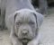 Cane Corso štenci - Slika3