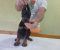 Vrhunski Doberman štenci 6 nedelja stari - Slika5 Vrhunski Doberman štenci 6 nedelja stari - Slika5