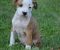 Americki staford terijer - Slika3