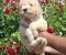 Lagoto Romanjolo (Lagotto Romagnolo) - Slika5 Lagoto Romanjolo (Lagotto Romagnolo) - Slika5