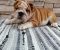 Engleski bulldog - Slika1 Engleski bulldog - Slika1