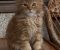 Maine Coon mačići - Slika3