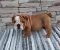 Engleski bulldog - Slika4