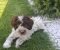 Lagotto Romagnolo – rezervacija stenaca - Slika2