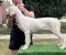 Legle dogo argentino štenaca - Slika5 Legle dogo argentino štenaca - Slika5